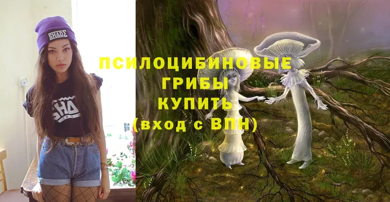 Галлюциногенные грибы Psilocybe  Югорск 